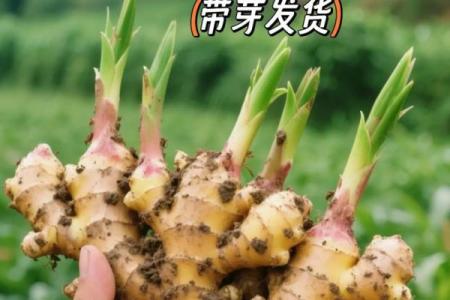 家种姜风水好吗