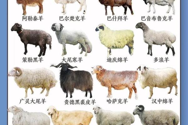 属羊出生最好六个吉日 属羊的出生吉日