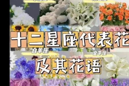 十二星座最合适的花