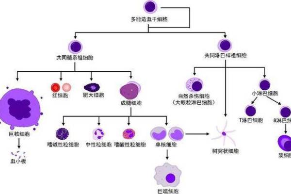 血型研究的发展史是怎样的