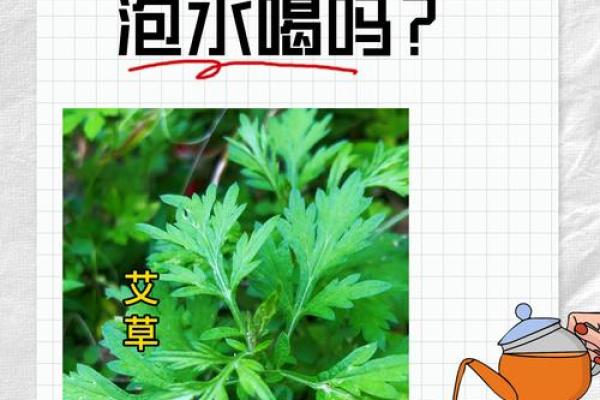 为什么艾草不能送人有什么风水说法