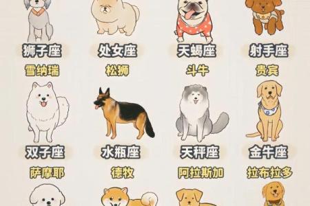 十二星座谁是最适合养的狗狗