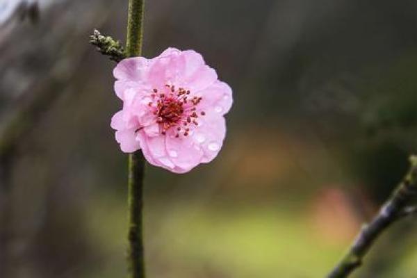 吕祖灵签第三十三签：古人梅花开二度