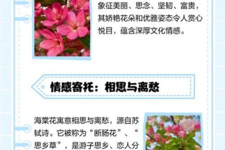 海棠花的风水_龙翅海棠开花寓意