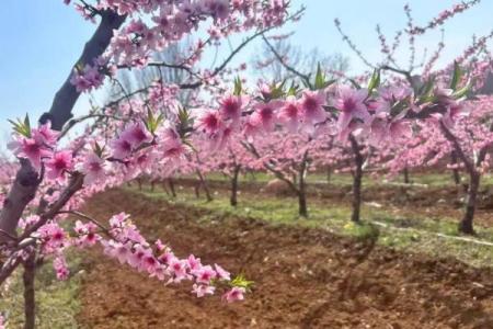 这几类家居风水，容易招野桃花