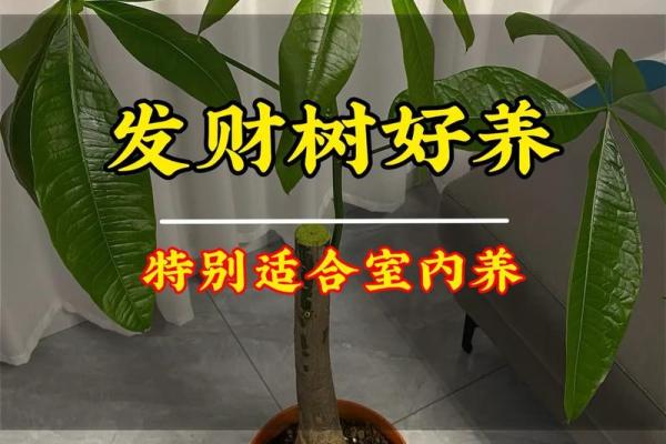 买了发财树，不要把方位摆错了