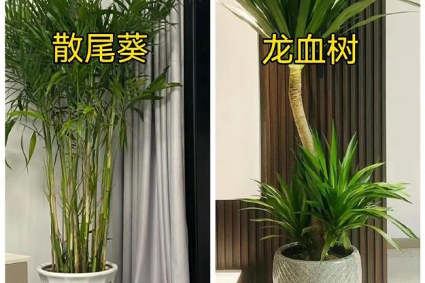 十二星座合适养什么绿植