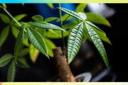 玻璃房子风水植物图片