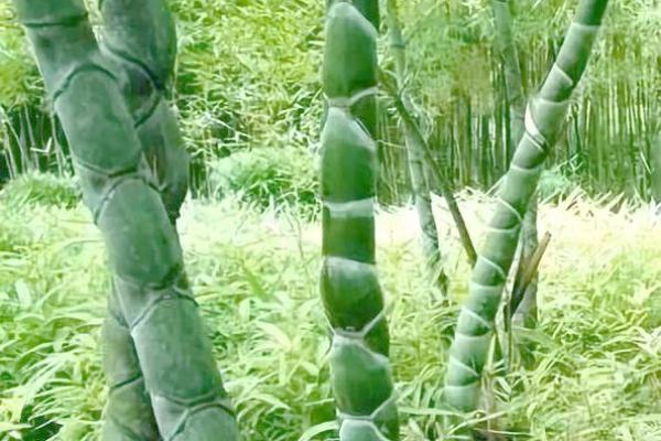 竹竿的风水