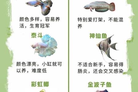 养鱼养几条好-千万注意条数对风水也有大影响