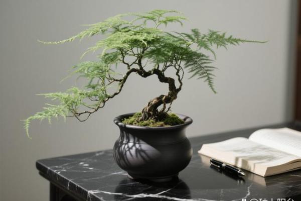 风水价值，为啥家里不能养文竹
