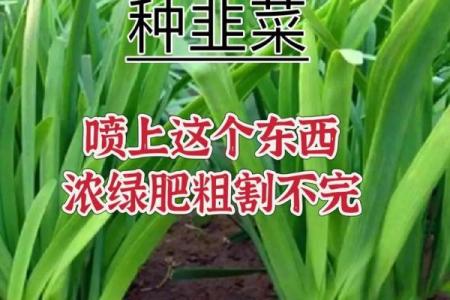 风水院子_韭菜种在院子有甚么寓意