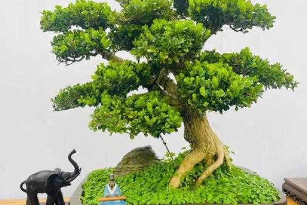 盆景风水_家里摆放什么盆景更好