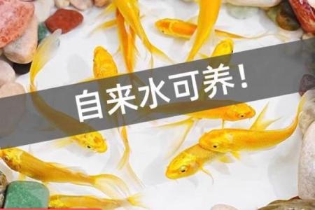 风水金命的人可以养鱼吗可以增加财富吗