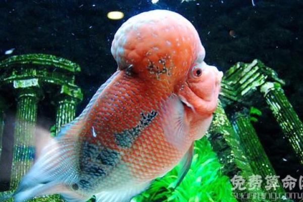 家庭养风水鱼适合哪几种？