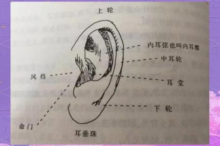 耳相算命图解，如何从耳相看人的命运
