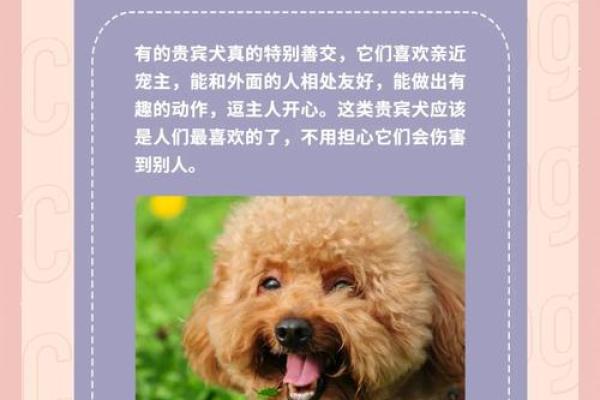 贵宾犬的八字特点及解析