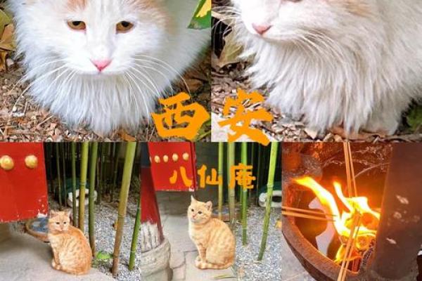 西安八仙庵算命的准吗