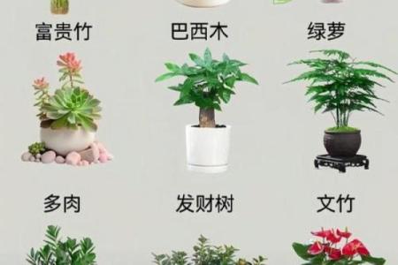 家居生活中风水植物与健康开运