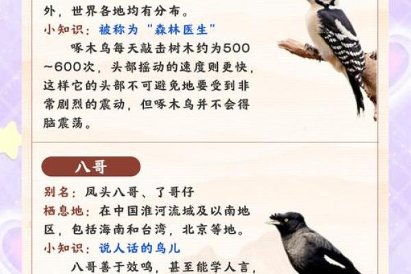 测试小鸟的名字吉凶