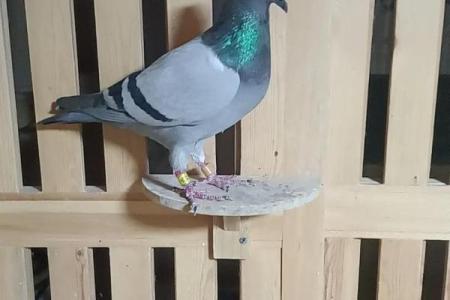 养鸽子与风水家庭和谐的源泉