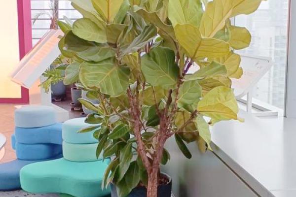 公司摆放风水禁忌 摆放什么植物可以招财
