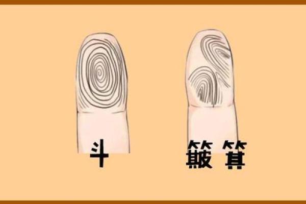 指纹算命图谱