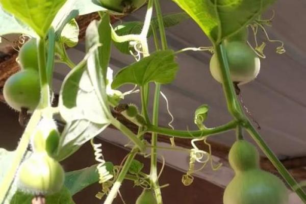 家里葫芦挂在家里什么位置好招财挂哪里风水好