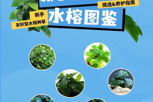 八字水旺农业：优质水草培育技巧分享
