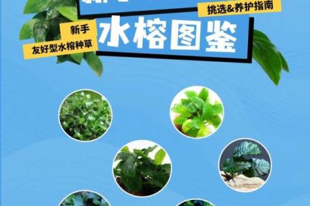 八字水旺农业：优质水草培育技巧分享