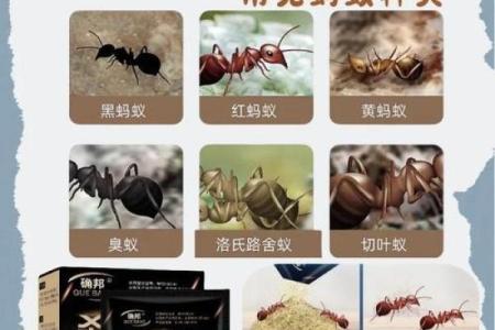 家里有蚂蚁风水上预示什么