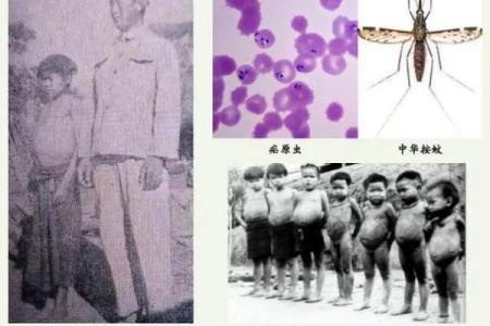 蚊子不喜欢什么血型 蚊子厌恶哪种血型